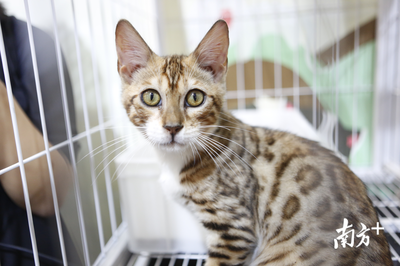 萌寵盛宴 深圳國際寵物展今日火熱開幕，全方位寵物服務(wù)點亮愛寵生活