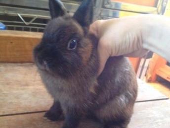 漂亮的進(jìn)口品種侏儒兔與貓貓兔 潮州寵物服務(wù)的優(yōu)質(zhì)選擇