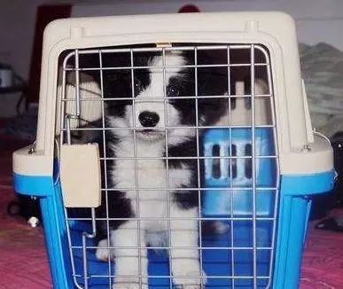 元旦帶狗狗旅行指南 如何辦理寵物托運(yùn)及利用互聯(lián)網(wǎng)數(shù)據(jù)服務(wù)